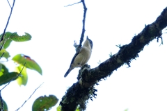 Pteruthius aeralatus