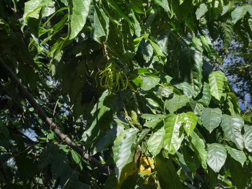 Ilang-ilang (Cananga odorata)