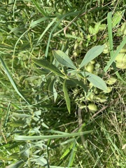 Baptisia bracteata