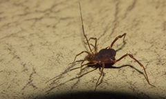 Pachyloides thorellii