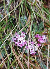Pimelea alpina
