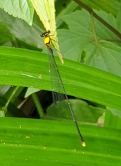 Coeliccia chromothorax