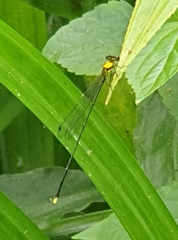 Coeliccia chromothorax