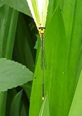 Coeliccia chromothorax