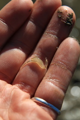 Branchinecta sandiegonensis