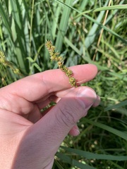 Carex annectens