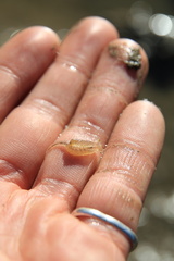 Branchinecta sandiegonensis