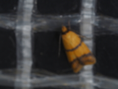 Heteroteucha translatella