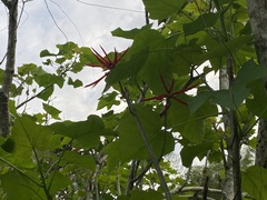 Erythrina americana