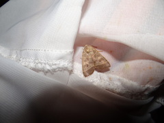 Ipimorpha pleonectusa