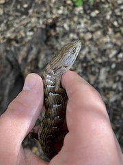 Elgaria multicarinata webbii