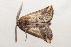 Declana junctilinea