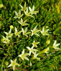 Stackhousia pulvinaris