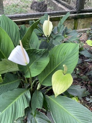 Spathiphyllum