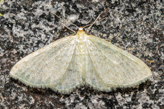 Epiphryne undosata