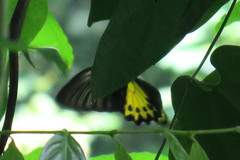Troides helena cerberus