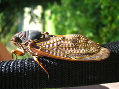 Graptopsaltria nigrofuscata