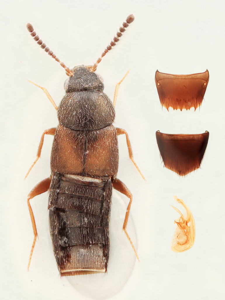 Placusa tachyporoides