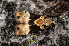 Eudonia aspidota