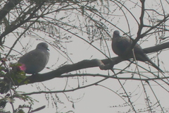 Streptopelia decaocto