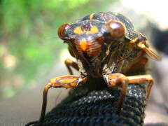 Graptopsaltria nigrofuscata