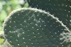 Opuntia