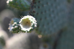 Opuntia