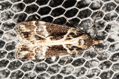 Eudonia melanaegis