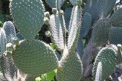 Opuntia