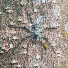 Pandercetes