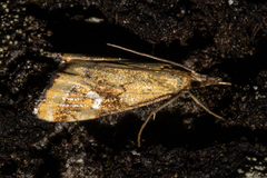 Glaucocharis helioctypa