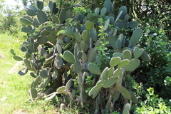 Opuntia