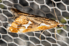 Glaucocharis interrupta