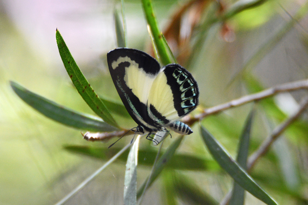 Small Green Banded Blue from Toowoomba QLD, Australia on January 25 ...