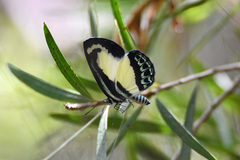 Psychonotis caelius