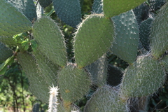 Opuntia