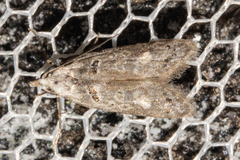 Heterocrossa