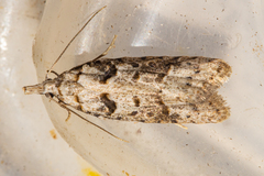 Heterocrossa