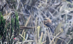 Ochthoeca fumicolor