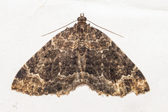 Hydriomena hemizona