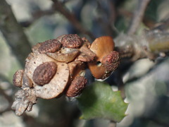 Disholcaspis prehensa