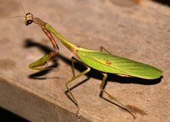 Parastagmatoptera