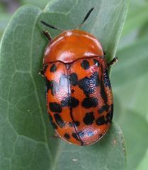 Conchyloctenia punctata
