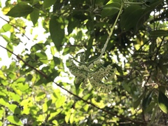 Heliotropium sarmentosum