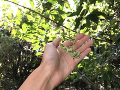 Heliotropium sarmentosum