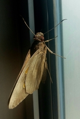 Erionota thrax