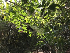 Heliotropium sarmentosum