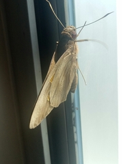 Erionota thrax