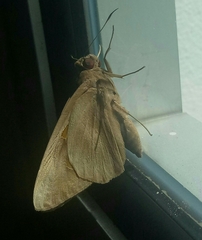 Erionota thrax