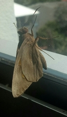 Erionota thrax